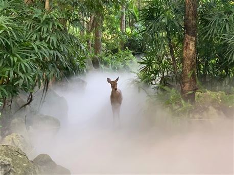 动物园景观造雾 -喷雾降温